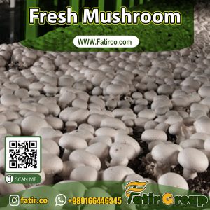 الفطر الطازج الايراني | شركة فاطر