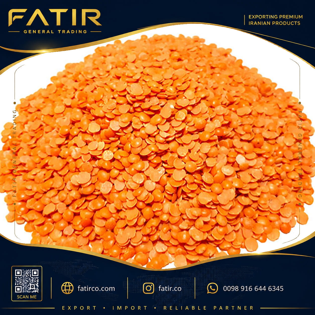 دال عدس کانادایی ملو | شرکت فاطر تجارت