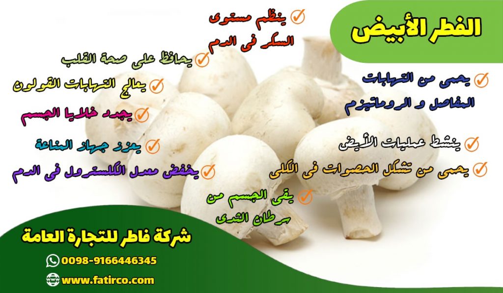 الفطر الأبيض