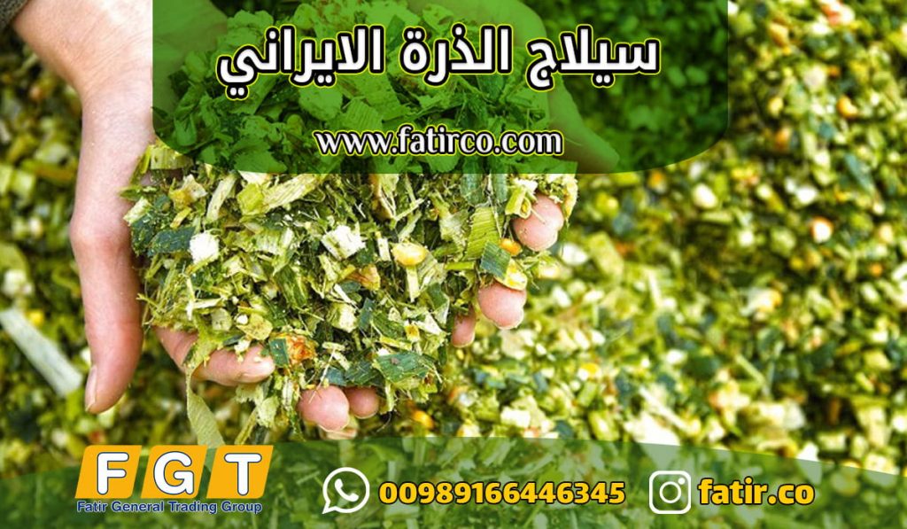 تصدير سيلاج الذرة الإيراني | سيلاج ذرة عالي الجودة للتصدير إلى الدول العربية