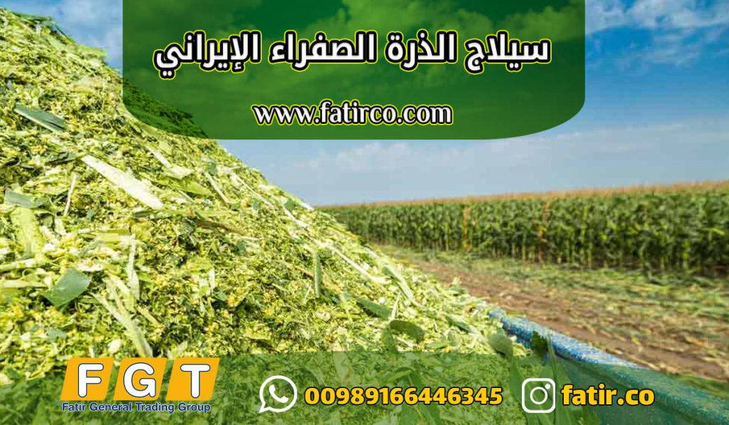 سيلاج الذرة الصفراء الإيراني
