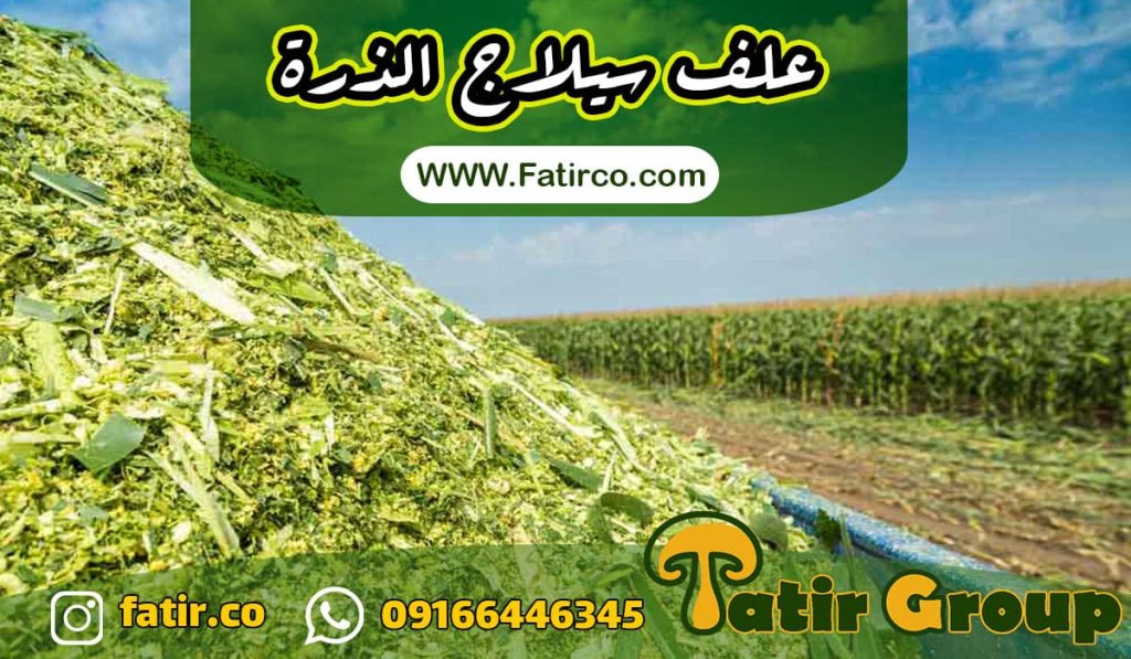 علف سيلاج الذرة الصفراء