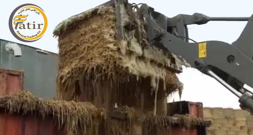 كمبوست الفطر الأبيض الأيراني