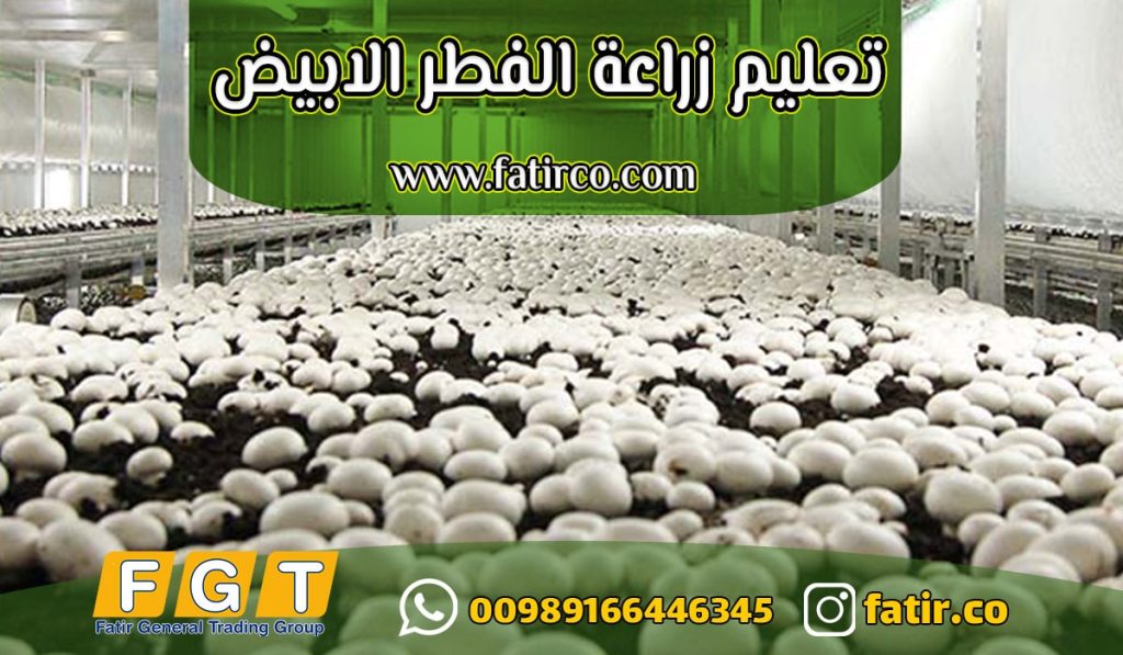 مشكلة كثرة البراعم وضعف تحوّلها إلى أجسام ثمرية| شركة فاطر