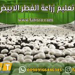 مشكلة كثرة البراعم وضعف تحوّلها إلى أجسام ثمرية| شركة فاطر