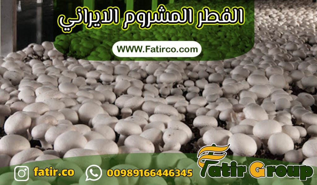 الفطر المشروم الأيراني | مجموعة فاطر التجارية الفطر المشروم الأيراني | مجموعة فاطر التجارية