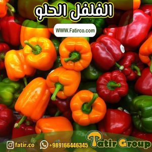 الفلفل الحلو الايراني | مجموعة فاطر التجارية