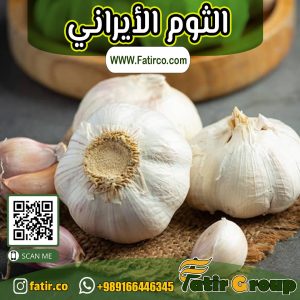 الثوم الإيراني | شركة فاطر للتجارة العامة