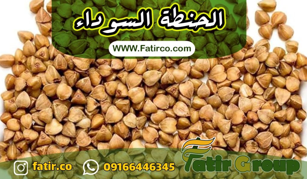 بذور الحنطة السوداء Buckwheat | شركة فاطر للتجارة بذور الحنطة السوداء Buckwheat | شركة فاطر للتجارة