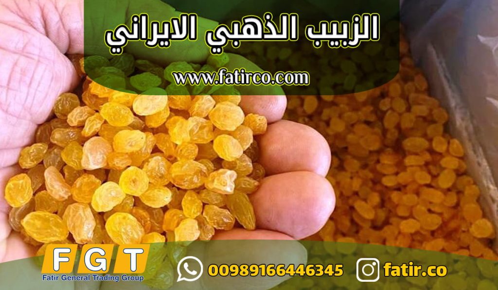 زبيب ذهبي ايراني للتصدير