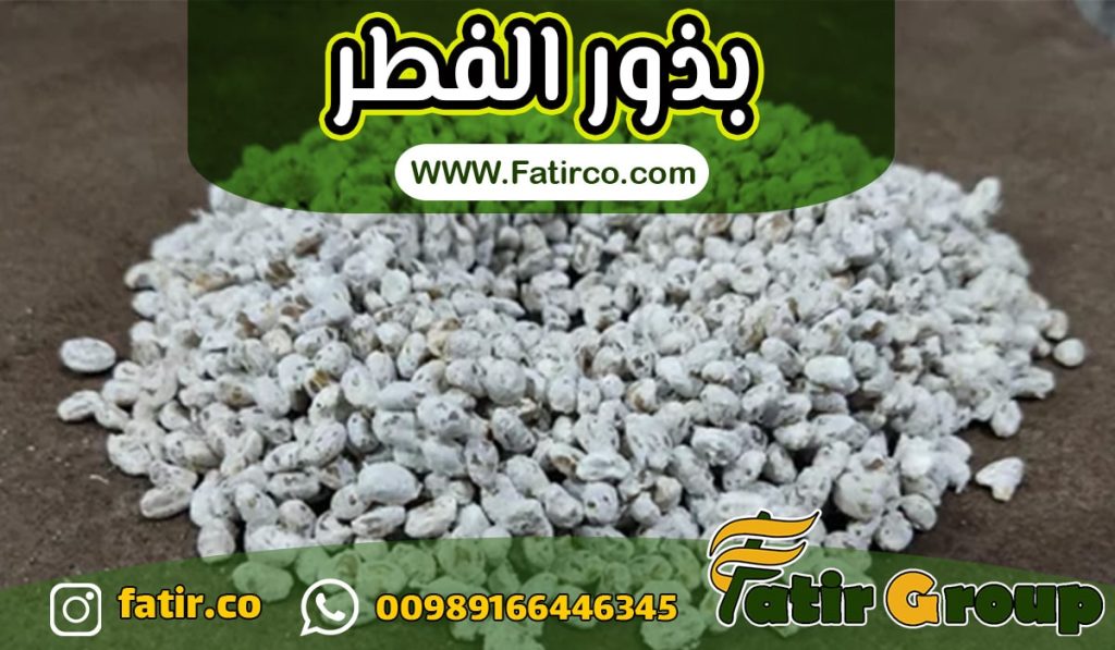 مورد بذور الفطر (الإسبان) | شركة فاطر كو