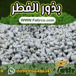 مورد بذور الفطر (الإسبان) | شركة فاطر كو