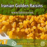 Golden Raisin Export from Iran