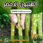 تصدير شتلات الهليون (الاسبرجس) Asparagus | شركة فاطر